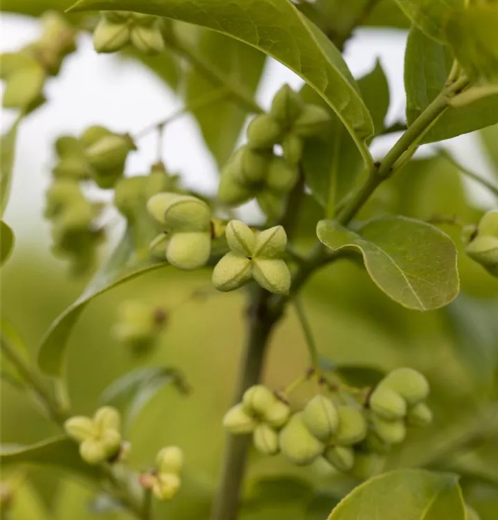 Spindelstrauch - Euonymus planipes