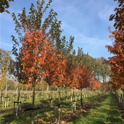 Sol Baum 4xv mDb 150-200 x 400-500 25- 30 - Ahorn 'Autumn Blaze' - Acer freemanii 'Autumn Blaze' - Collection