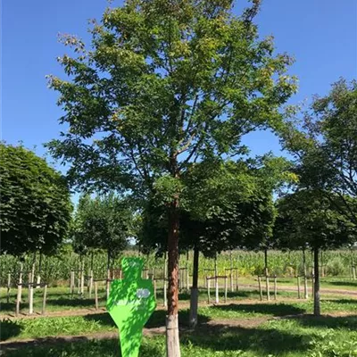 Sol Baum 5xv mDb 200-300 x 400-500 35- 40 - Zimt-Ahorn - Acer griseum - Collection