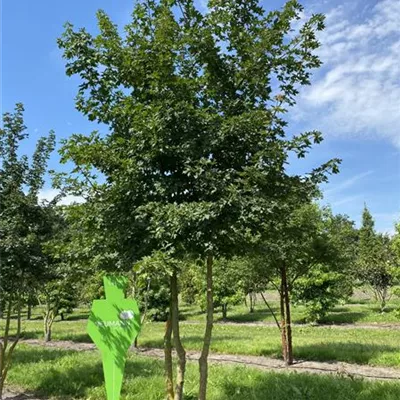 Sol Baum mehrst 4xv mDb 200-300 x 400- 500 - Schneeballahorn - Acer opalus - Collection