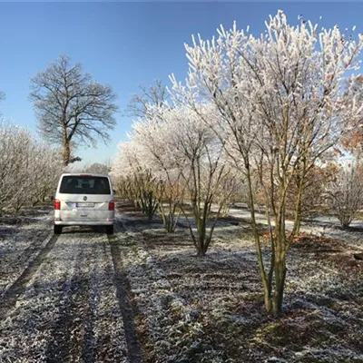 Schirm 5xv mDb 200-250 x 300- 350 - Fächerahorn - Acer palmatum - Collection