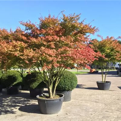 Schirm 5xv mDb 200-250 x 300- 350 - Fächerahorn - Acer palmatum - Collection