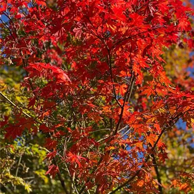 Schirm 6xv mDb 300-400 x 450- 500 - Fächerahorn - Acer palmatum - Collection