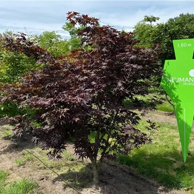 Sol 4xv mDb 175- 200 - Roter Fächerahorn - Acer palmatum 'Atropurpureum' - Collection