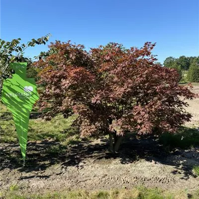 Sol 5xv mDb 100-150 x 175- 200 - Roter Fächerahorn - Acer palmatum 'Atropurpureum' - Collection