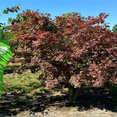 Sol 5xv mDb 100-150 x 175- 200 - Roter Fächerahorn - Acer palmatum 'Atropurpureum' - Collection