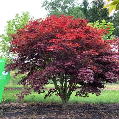 Sol 7xv mDb 200-300 x 300- 350 - Roter Fächerahorn - Acer palmatum 'Atropurpureum' - Collection