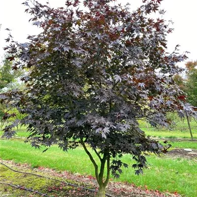 Sol 6xv mDb 200-300 x 300- 350 - Roter Fächerahorn 'Bloodgood' - Acer palmatum 'Bloodgood' - Collection