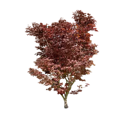 Sol 6xv mDb 150-200 x 250- 300 - Fächerahorn 'Fireglow' - Acer palmatum 'Fireglow' - Collection