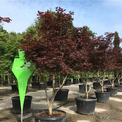 Schirm 6xv mDb 150-200 x 250- 300 - Fächerahorn 'Fireglow' - Acer palmatum 'Fireglow' - Collection