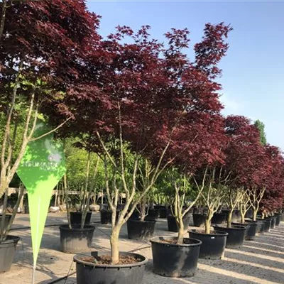 Schirm 6xv mDb 150-200 x 300- 350 - Fächerahorn 'Fireglow' - Acer palmatum 'Fireglow' - Collection