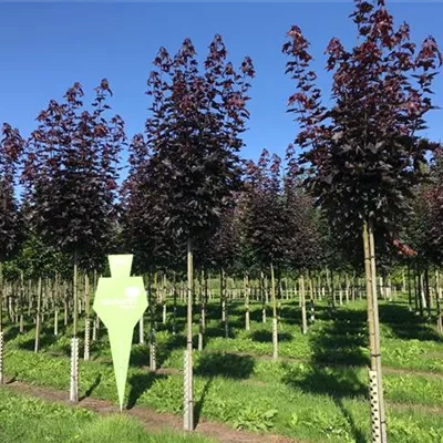 H 3xv mDb 14- 16 - Spitzahorn 'Crimson Sentry' - Acer platanoides 'Crimson Sentry' - Collection