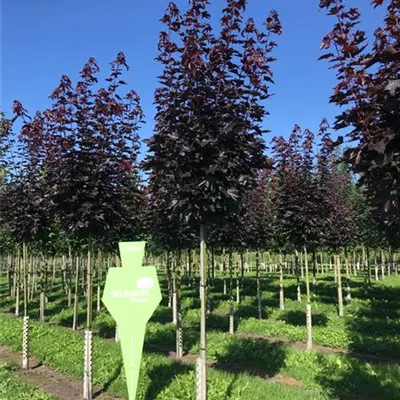 H 3xv mDb 14- 16 - Spitzahorn 'Crimson Sentry' - Acer platanoides 'Crimson Sentry' - Collection