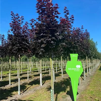 H 3xv mDb 16- 18 - Spitzahorn 'Crimson Sentry' - Acer platanoides 'Crimson Sentry' - Collection