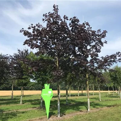 Sol Baum 5xv mDb 150-200 x 500-700 30- 35 - Spitzahorn 'Crimson Sentry' - Acer platanoides 'Crimson Sentry' - Collection