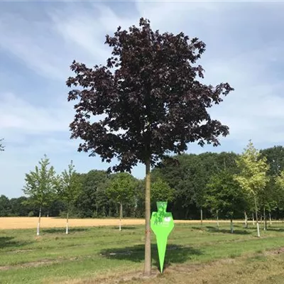 Sol Baum 5xv mDb 200-300 x 500-700 40- 45 - Spitzahorn 'Crimson Sentry' - Acer platanoides 'Crimson Sentry' - Collection