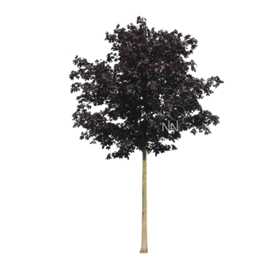 Sol Baum 6xv mDb 300-400 x 500-700 40- 45 - Spitzahorn 'Crimson Sentry' - Acer platanoides 'Crimson Sentry' - Collection