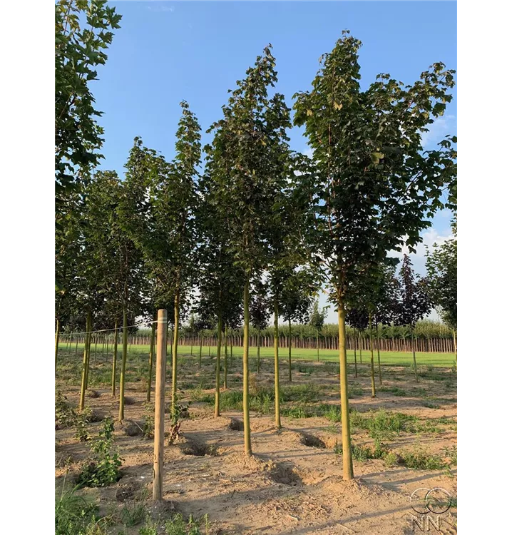 Spitzahorn 'Deborah' - Acer platanoides 'Deborah' - Collection