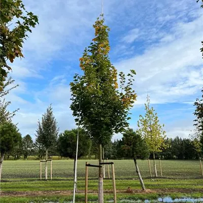 Sol Baum 4xv mDb 150-200 x 400-500 30- 35 - Kegelförmiger Spitzahorn 'Emerald Queen' - Acer platanoides 'Emerald Queen' - Collection