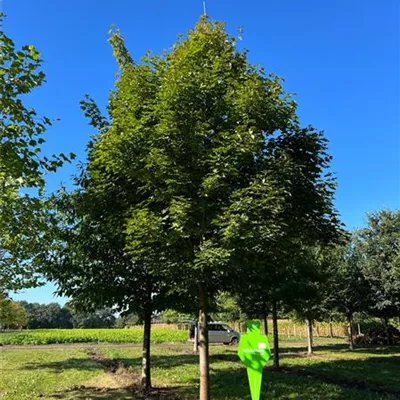 Sol Baum 7xv mDb 400-600 x 700-900 60- 70 - Kegelförmiger Spitzahorn 'Emerald Queen' - Acer platanoides 'Emerald Queen' - Collection