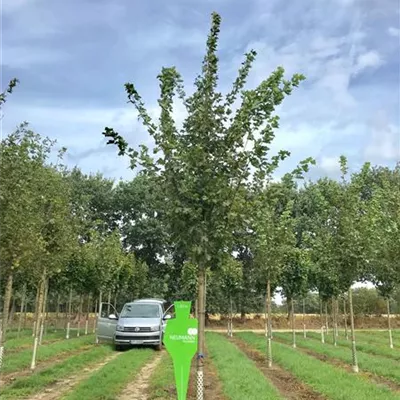 Sol Baum 4xv mDb 150-200 x 400-500 25- 30 - Spitzahorn 'Farlake's Green' - Acer platanoides 'Farlake's Green' - Collection