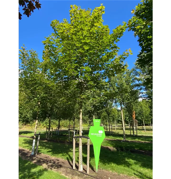 Spitzahorn 'Farlake's Green' - Acer platanoides 'Farlake's Green' - Collection