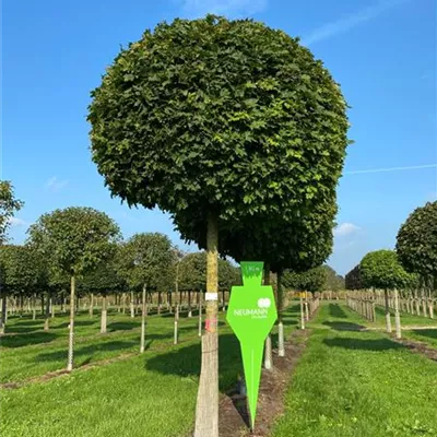 Sol Baum 5xv mDb Krbr. 150-200 30- 35 - Kugelahorn 'Globosum' - Acer platanoides 'Globosum' - Collection