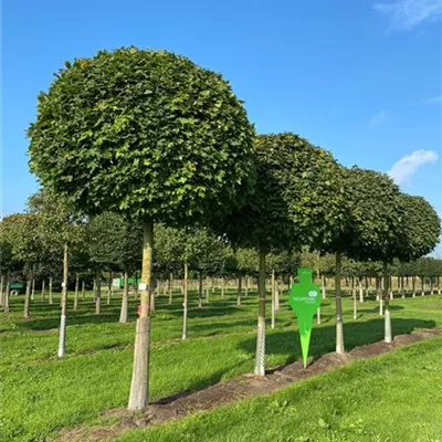 Sol Baum 5xv mDb Krbr. 200-300 30- 35 - Kugelahorn 'Globosum' - Acer platanoides 'Globosum' - Collection