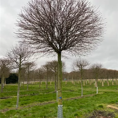 Sol Baum 5xv mDb Krbr. 200-300 30- 35 - Kugelahorn 'Globosum' - Acer platanoides 'Globosum' - Collection