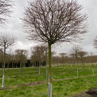 Sol Baum 5xv mDb Krbr. 200-300 30- 35 - Kugelahorn 'Globosum' - Acer platanoides 'Globosum' - Collection