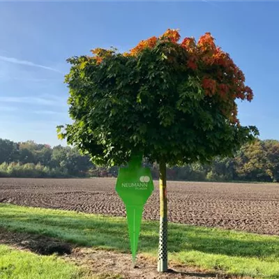 Sol Baum 5xv mDb Krbr. 200-300 35- 40 - Kugelahorn 'Globosum' - Acer platanoides 'Globosum' - Collection