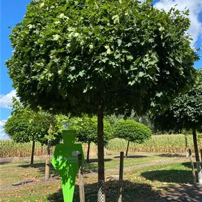 Sol Baum 6xv mDb Krbr. 300-400 40- 45 - Kugelahorn 'Globosum' - Acer platanoides 'Globosum' - Collection