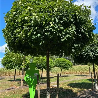 Sol Baum 6xv mDb Krbr. 300-400 40- 45 - Kugelahorn 'Globosum' - Acer platanoides 'Globosum' - Collection