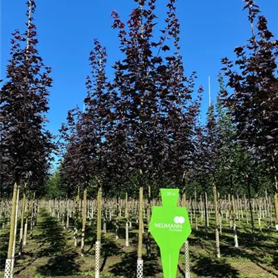 H 3xv mDb 16- 18 - Oregon-Blutahorn 'Royal Red' - Acer platanoides 'Royal Red' - Collection