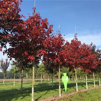 Sol Baum 5xv mDb 200-300 x 500-700 30- 35 - Oregon-Blutahorn 'Royal Red' - Acer platanoides 'Royal Red' - Collection