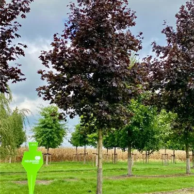 Sol Baum 6xv mDb 300-400 x 700-900 40- 45 - Oregon-Blutahorn 'Royal Red' - Acer platanoides 'Royal Red' - Collection