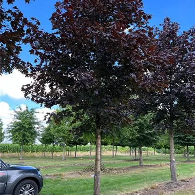 Sol Baum 6xv mDb 300-400 x 700-900 50- 60 - Oregon-Blutahorn 'Royal Red' - Acer platanoides 'Royal Red' - Collection