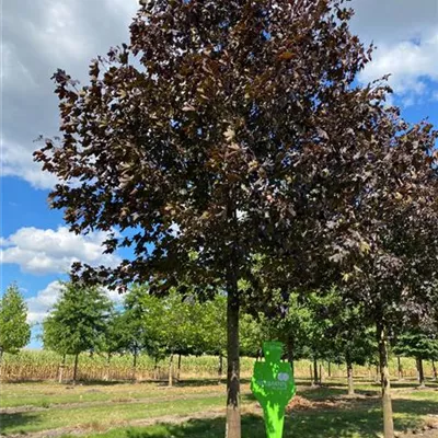 Sol Baum 6xv mDb 300-400 x 700-900 50- 60 - Oregon-Blutahorn 'Royal Red' - Acer platanoides 'Royal Red' - Collection