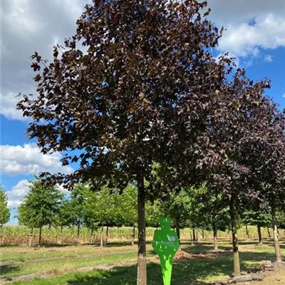 Sol Baum 6xv mDb 300-400 x 700-900 50- 60 - Oregon-Blutahorn 'Royal Red' - Acer platanoides 'Royal Red' - Collection