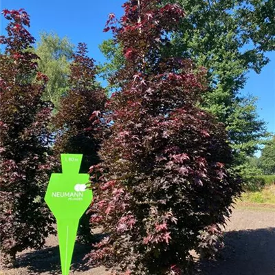 Sol 4xv mDb 150-200 x 400- 500 - Oregon-Blutahorn 'Royal Red' - Acer platanoides 'Royal Red' - Collection