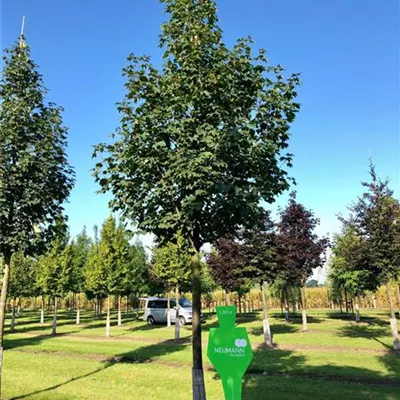 Sol Baum 4xv mDb 150-200 x 500-700 35- 40 - Bergahorn - Acer pseudoplatanus - Collection