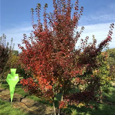 Sol 5xv mDb mehrst. 150-200 x 400- 500 - Rotahorn 'October Glory' - Acer rubrum 'October Glory' - Collection