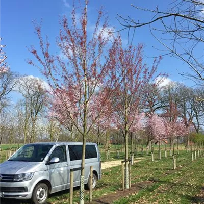 Sol Baum 5xv mDb 200-300 x 500-700 30- 35 - Rotahorn 'October Glory' - Acer rubrum 'October Glory' - Collection