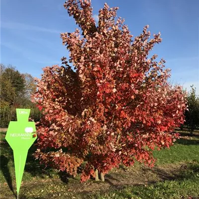 Sol 5xv mDb mehrst. 200-300 x 400- 500 - Rotahorn 'Red Sunset' - Acer rubrum 'Red Sunset' - Collection