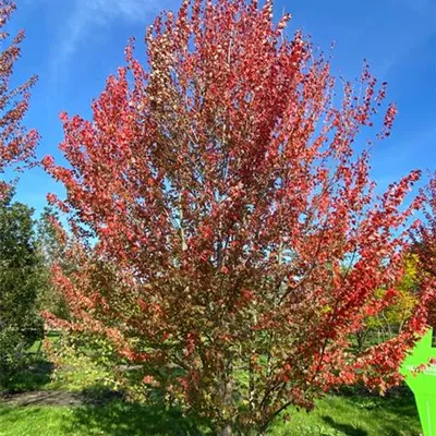 Sol 6xv mDb mehrst. 300-400 x 500- 600 - Rotahorn 'Red Sunset' - Acer rubrum 'Red Sunset' - Collection