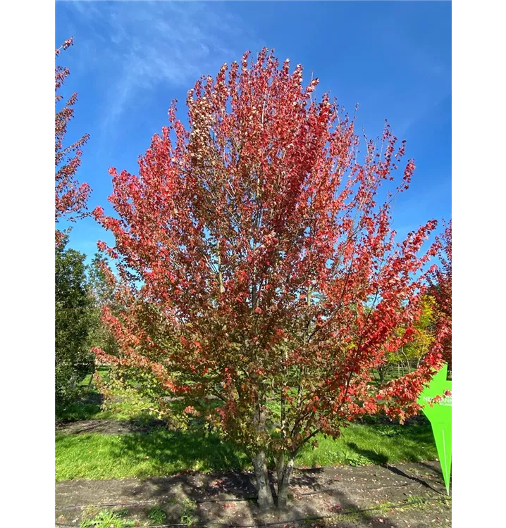 Rotahorn 'Red Sunset' - Acer rubrum 'Red Sunset' - Collection