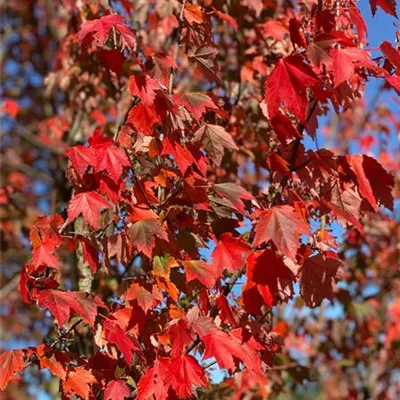 Sol 6xv mDb mehrst. 300-400 x 500- 600 - Rotahorn 'Red Sunset' - Acer rubrum 'Red Sunset' - Collection