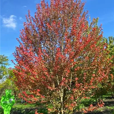 Sol 6xv mDb mehrst. 300-400 x 500- 600 - Rotahorn 'Red Sunset' - Acer rubrum 'Red Sunset' - Collection