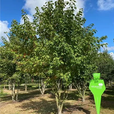 Sol 6xv mDb mehrst. 300-400 x 600- 700 - Rotahorn 'Red Sunset' - Acer rubrum 'Red Sunset' - Collection