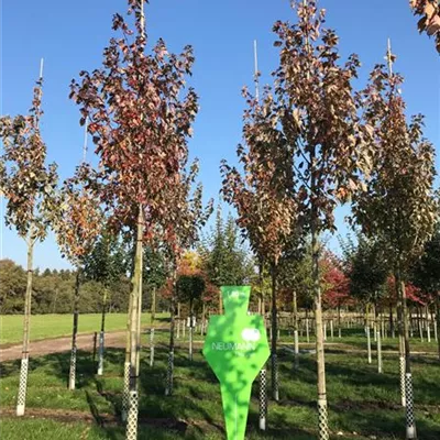 H 3xv mDb 16- 18 - Rotahorn 'Red Sunset' - Acer rubrum 'Red Sunset' - Collection